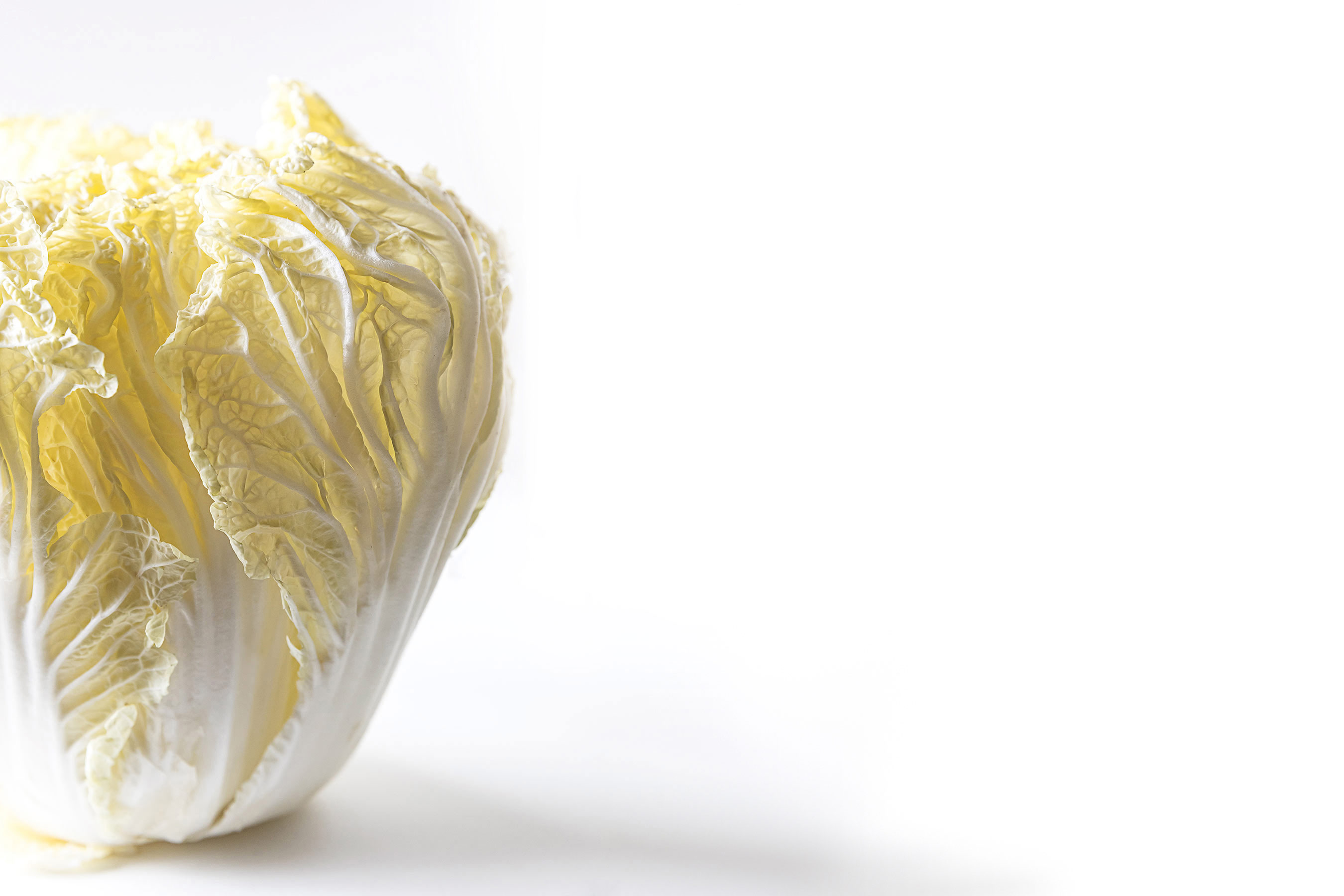 white cabbage on white surface with backlight
